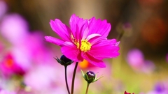 P2420066：コスモス