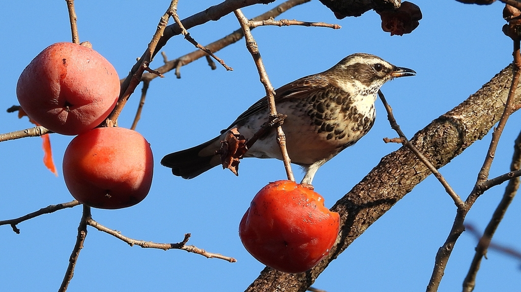 DSCN4730：ツグミ