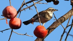 DSCN4730：ツグミ