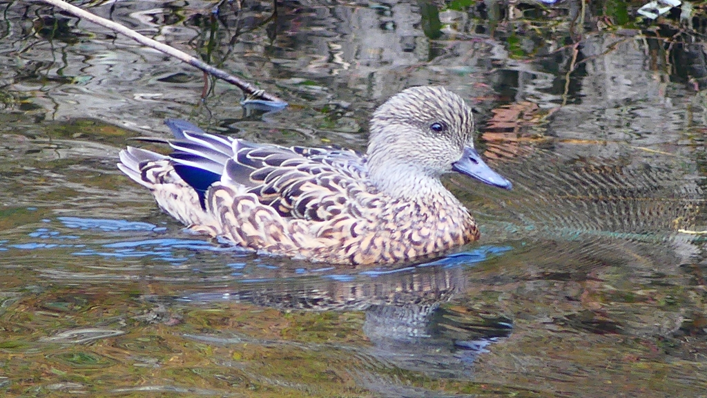 P2400100：ヨシガモ（メス）