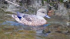 P2400100：ヨシガモ（メス）