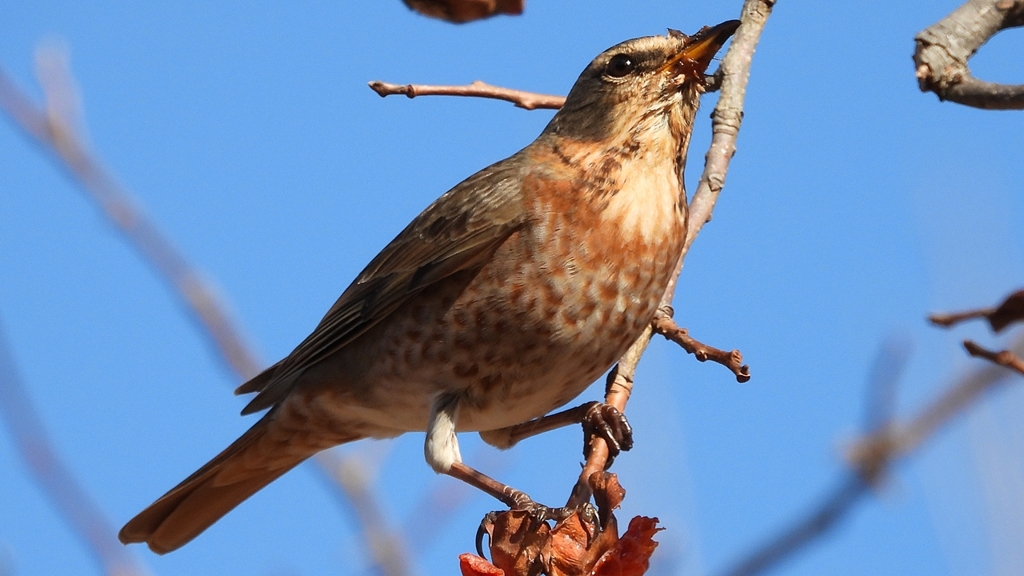 DSCN8789：ハチジョウツグミ