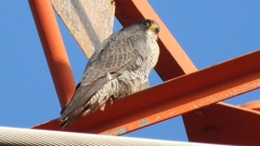 DSCN3776：ハヤブサ