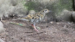 P1010116：トラツグミ