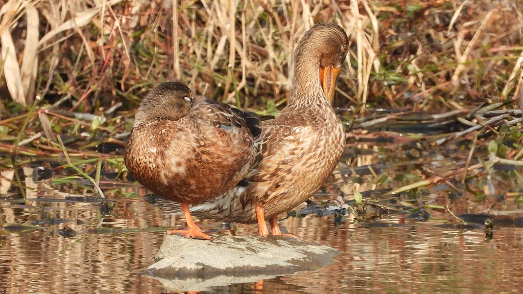 DSCN7411：ハシビロガモ（メス）