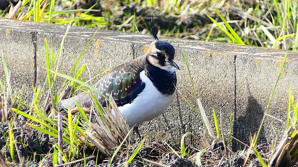 P2340739：タゲリ