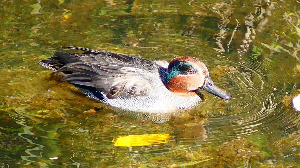 P2400590：コガモ（オス）