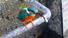 P2410432：カワセミ（オス）