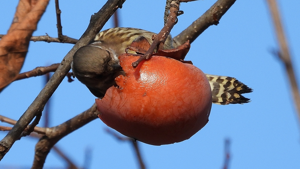 DSCN8655：コゲラ