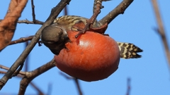 DSCN8655：コゲラ