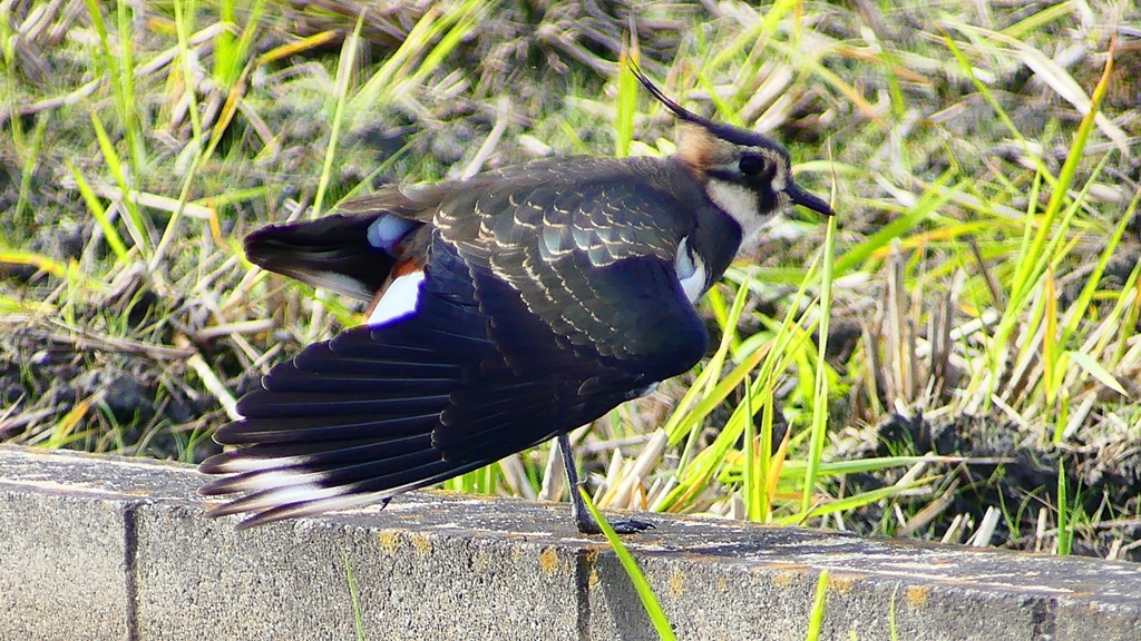 P2340795：タゲリ