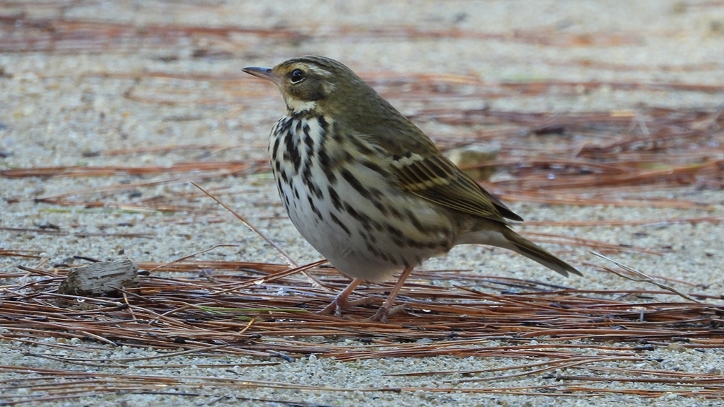 DSCN8233：ビンズイ