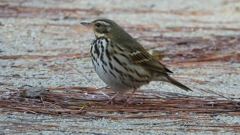 DSCN8233：ビンズイ