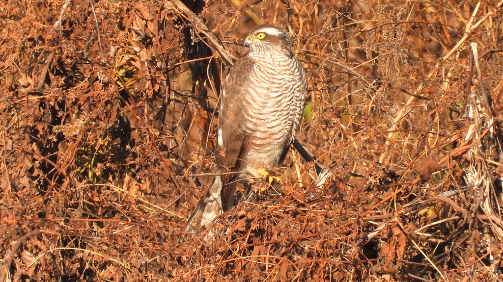 DSCN5435：ハイタカ