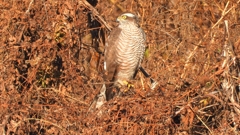 DSCN5435：ハイタカ