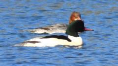 DSCN5875：カワアイサ