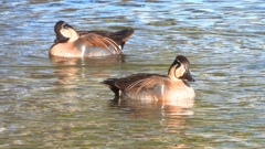 DSCN7907：トモエガモ（オス）