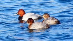 P2380556：ホシハジロ