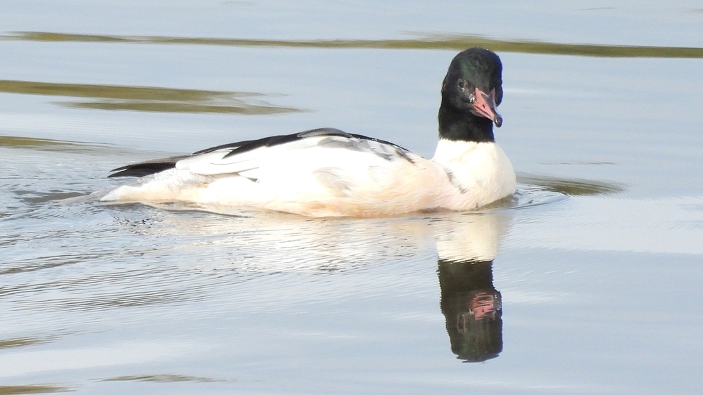 DSCN3107：カワアイサ（オス）