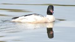 DSCN3107：カワアイサ（オス）