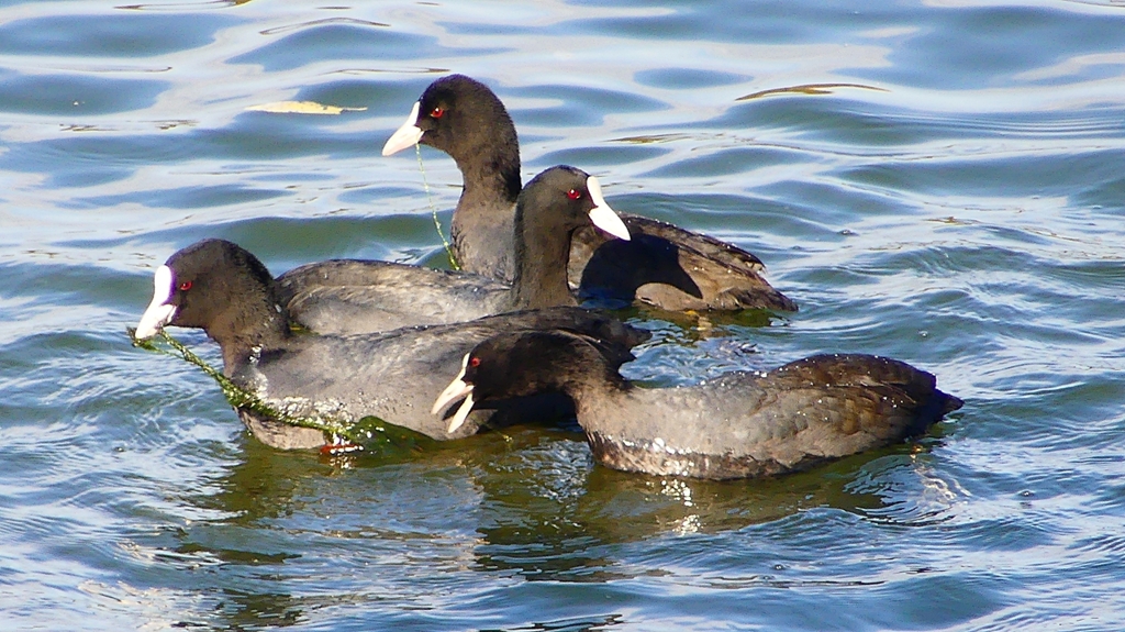 P2410619：オオバン