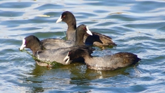 P2410619：オオバン