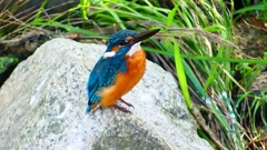 P2320757：カワセミ