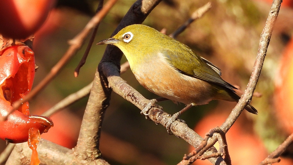 DSCN7673：メジロ