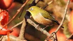 DSCN7673：メジロ