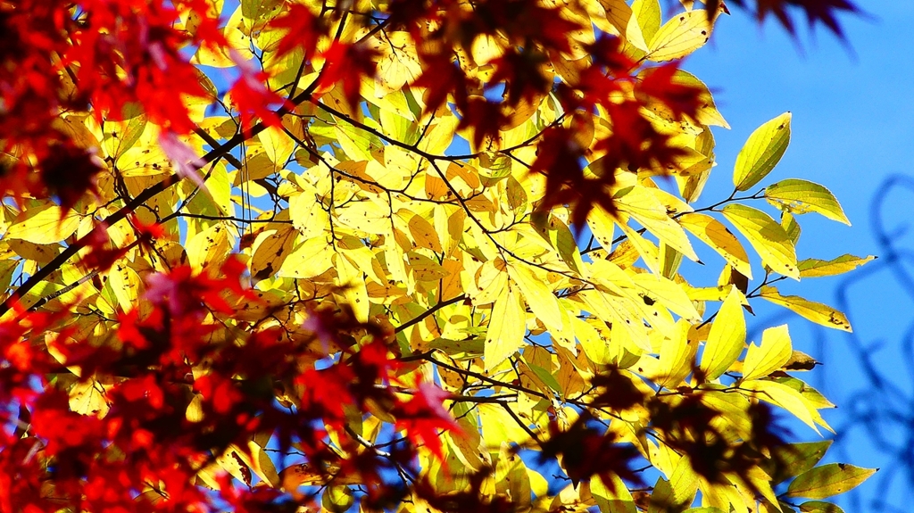 P2360415：黄葉、紅葉