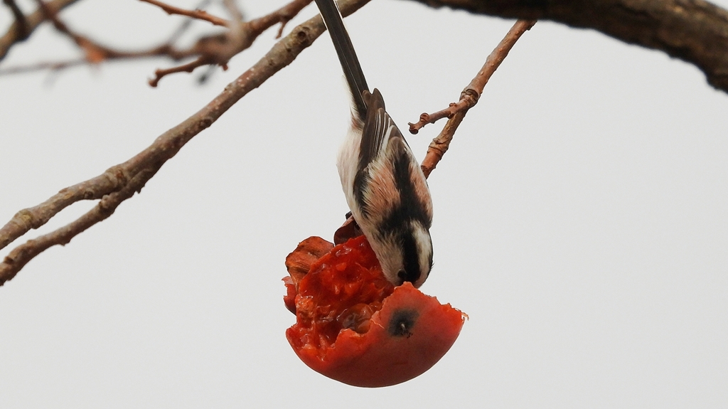 DSCN8566：エナガ