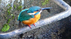 P2410200：カワセミ（オス）