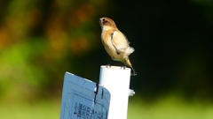 P2310760：ノビタキ