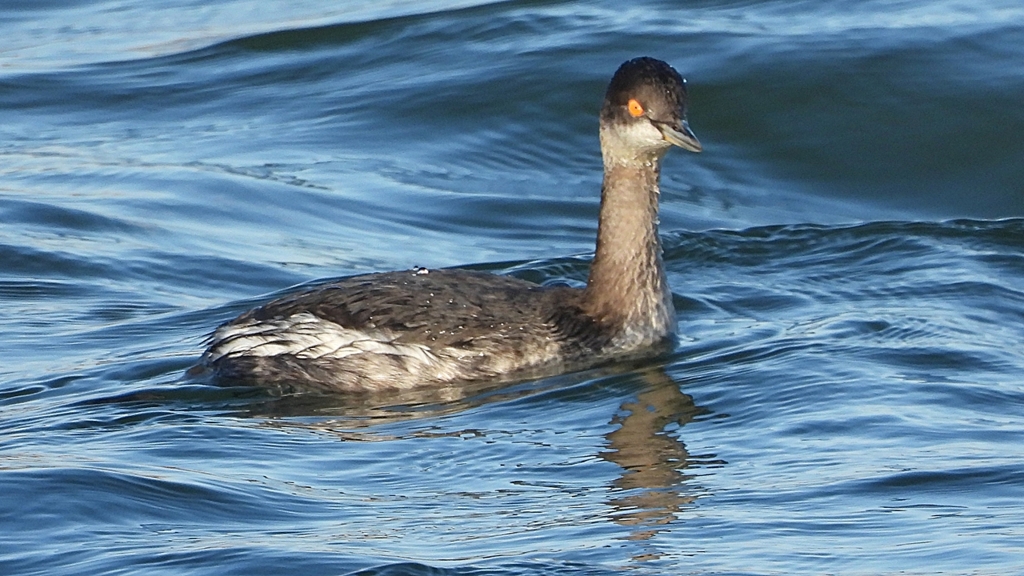 DSCN9334：ハジロカイツブリ