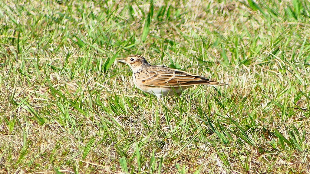 P2320624：ヒバリ