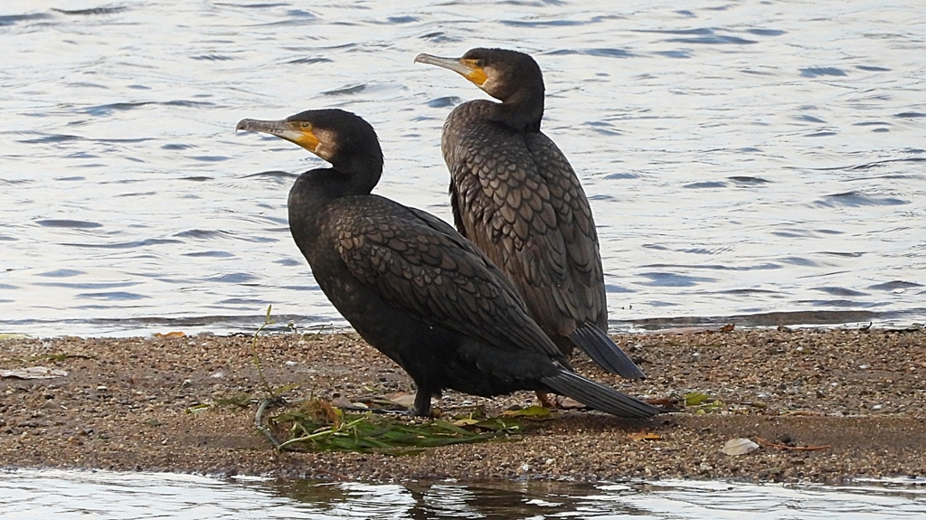 DSCN0745：カワウ