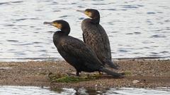 DSCN0745：カワウ