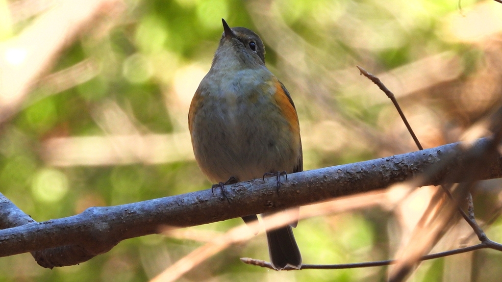 DSCN8103：ルリビタキ（メスタイプ）