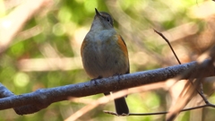 DSCN8103：ルリビタキ（メスタイプ）