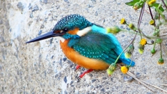 P2410248：カワセミ（オス）