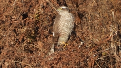 DSCN5380：ハイタカ