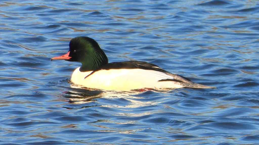 DSCN6379：カワアイサ