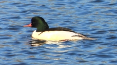 DSCN6379：カワアイサ