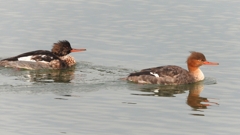 DSCN7264：ウミアイサ