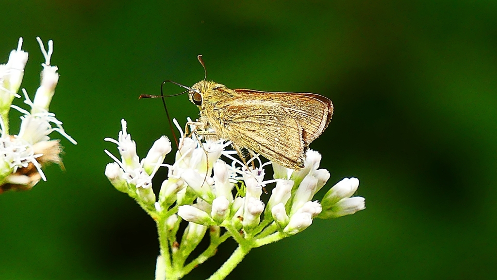 P2260218：チャバネセセリ