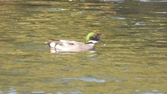 DSCN0789：ヨシガモ（オス）