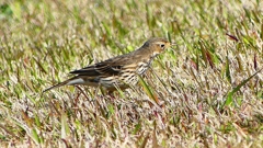 P2390277：タヒバリ