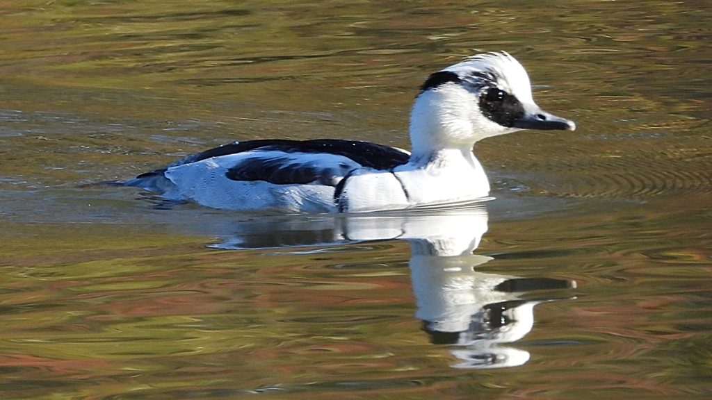 DSCN4924：ミコアイサ（オス）