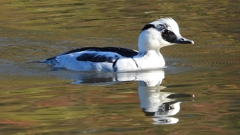 DSCN4924：ミコアイサ（オス）