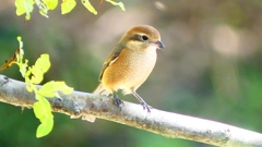 P2300446：モズ（メス）